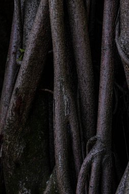 root tree in forest. Complexity dark tone