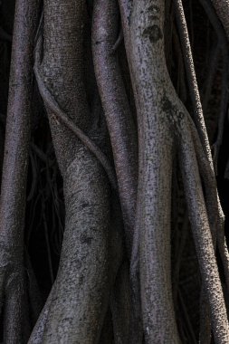 root tree in forest. Complexity dark tone