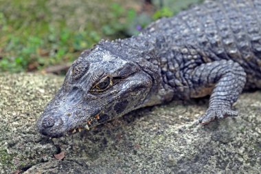 Alligator, or jacare in Portuguese, sunbathing on the Pantanal region in Brazil