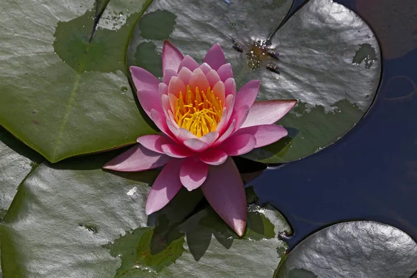 Water Lily Lotus Dark Lake Waters — 图库照片