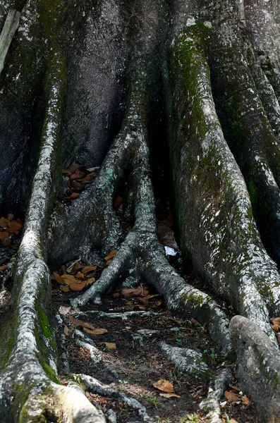 Крупный План Корня Дерева Парке — стоковое фото