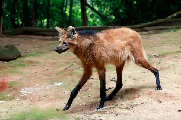 Maned Wolf Guara Wolf Cerrado Biome Brazil — Fotografia de Stock