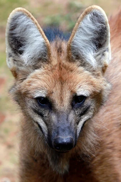 Maned Wolf Guara Wolf Cerrado Biome Brazil — Stockfoto