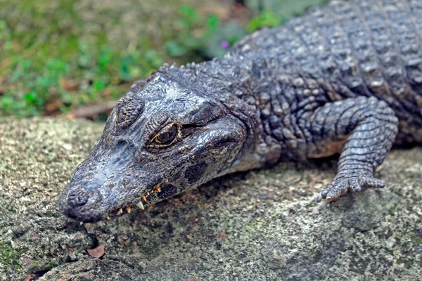 Alligator Jacare Portuguese Sunbathing Pantanal Region Brazil — Stok fotoğraf