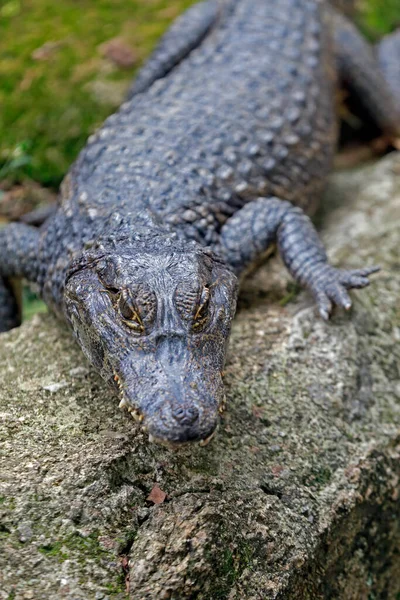 Alligator Jacare Portuguese Sunbathing Pantanal Region Brazil — Stok fotoğraf