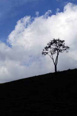 Bucolic landscape with lonely tree on the hill, clouds and blue sky. Region of Serra of Mantiqueira, Sao Paulo state, Brazil
