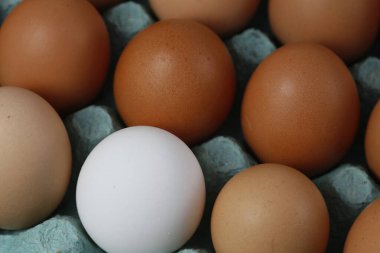 Kahverengi yumurtaların arasında kutuda tek bir beyaz yumurtaya yakın çekim