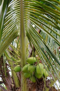 Closeup of coconut tree with bunch of unripe fruits. Brazil