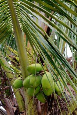 Closeup of coconut tree with bunch of unripe fruits. Brazil