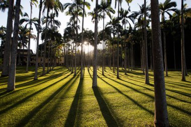 Palm garden in backlit, with shadows on grass yellowed by sun rays. Sao Paulo state, Brazil