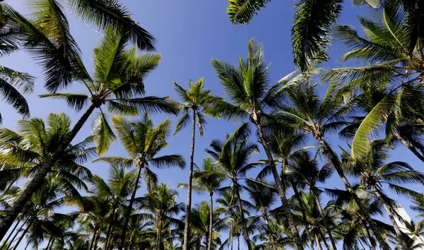 Szczyty Palmy Pnie Oglądane Dołu Górę Niebieskim Niebem Tle Wyspa — Zdjęcie stockowe