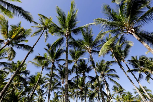 Tops Palm Tree Trunks Viewed Bottom Blue Sky Background Comandatuba — Stockfoto