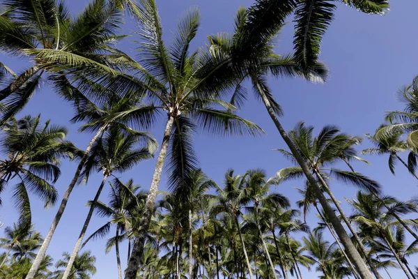 Tops Palm Tree Trunks Viewed Bottom Blue Sky Background Comandatuba — Zdjęcie stockowe