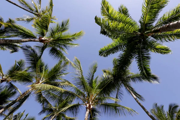 Tops Palm Tree Trunks Viewed Bottom Blue Sky Background Comandatuba — Zdjęcie stockowe