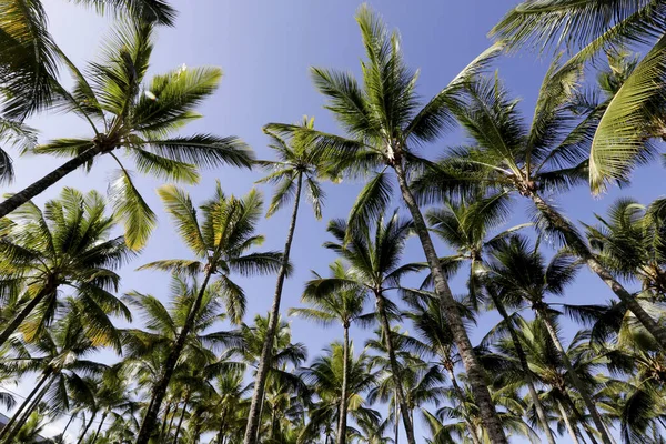 Szczyty Palmy Pnie Oglądane Dołu Górę Niebieskim Niebem Tle Wyspa — Zdjęcie stockowe