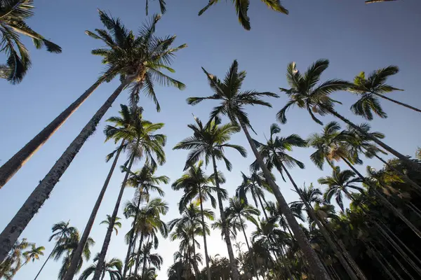 Tops Palm Tree Trunks Viewed Bottom Blue Sky Background Comandatuba — Zdjęcie stockowe