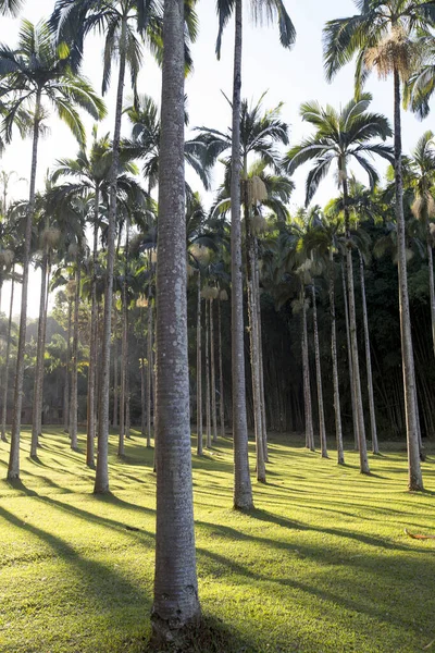 Jardín Palmeras Retroiluminación Con Sombras Sobre Hierba Amarillentas Por Los —  Fotos de Stock