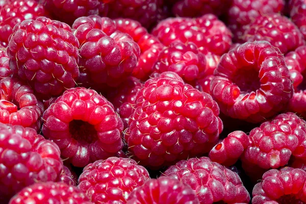 Closeup of red raspberry bunch on display at outdoor market stall. Sao Paulo, Brazil