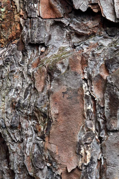 Nuage Écorce Arbre — Photo