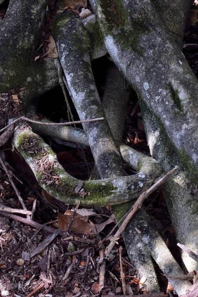 Closeup Aerial Tree Roots — Zdjęcie stockowe