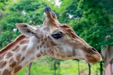 Zürafa, Zürafa camelopardalis, Artiodactyla tarikatının memelisi, kameraya bakıyor.
