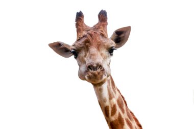 Zürafa, zürafa, camelopardalis, Artiodactyla tarikatının memelisi beyaz arka planda kameraya bakıyor.