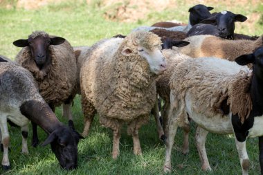 Flock of sheep on pasture. Sao Paulo state, Brazil