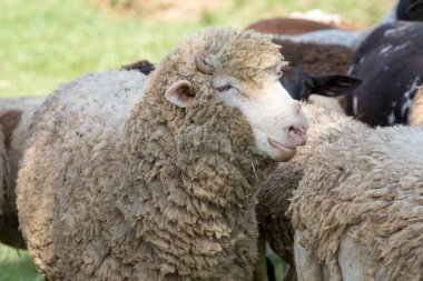 Flock of sheep on pasture. Sao Paulo state, Brazil