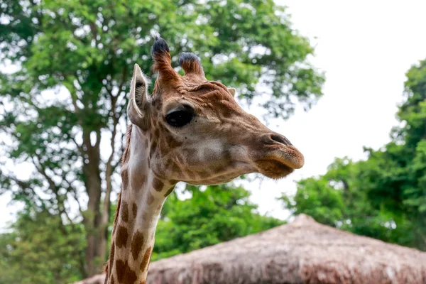 Detail Van Giraffe Giraffa Camelopardalis Zoogdier Herkauwer Van Artiodactyla Orde — Stockfoto