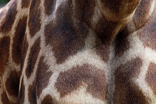 Пятнистая Кожа Жирафа Giraffa Camelopardalis Млекопитающего Жвачки Ордена Artiodactyla — стоковое фото
