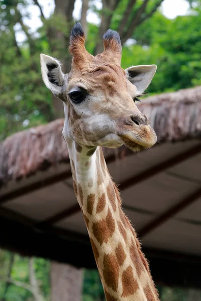 Detail Van Giraffe Giraffa Camelopardalis Zoogdier Herkauwer Van Artiodactyla Orde — Stockfoto