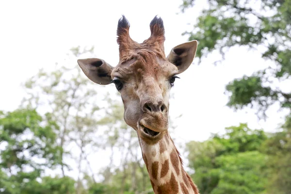 Жираф Жираф Camelopardalis Млекопитающее Жвачное Ордена Artiodactyla Самое Высокое Животное — стоковое фото