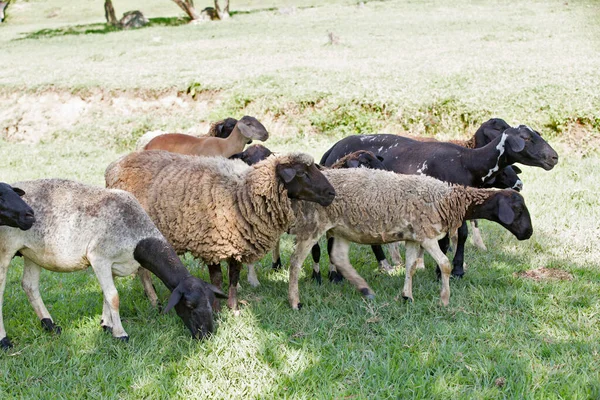 牧草地に羊の群れ ブラジルのサンパウロ州 — ストック写真