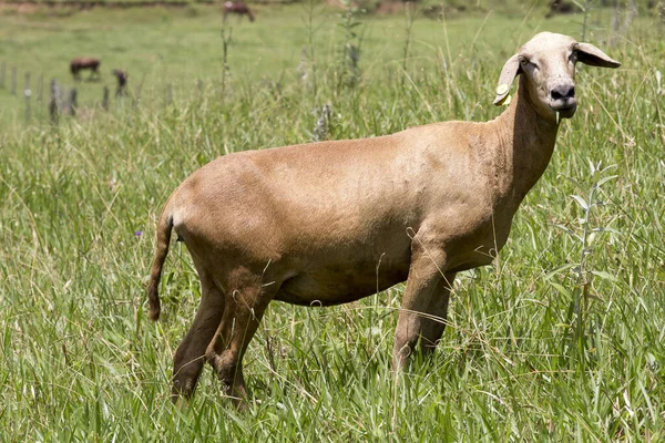 Closeup Sheep Grazing Green Grass Hill Sao Paulo State Brazil — Foto Stock