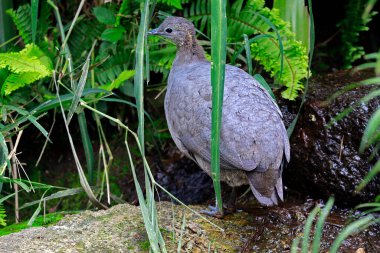 Closeup of solitary tinamou, Tinamus solitarius or macuco in Portuguese, amid forest foliage .Brazil