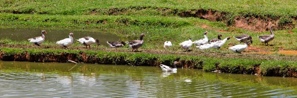 Domestic Goose Circling Green Grass Area Farm Countryside Brazil — стоковое фото
