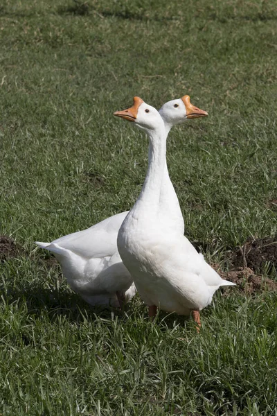 Domestic Goose Circling Green Grass Area Farm Countryside Brazil — Stock Fotó