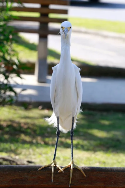 Great Egret Closeup Its Natural Habitat Sao Paulo State Brazil — Stock Fotó