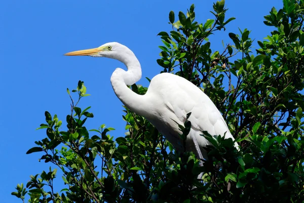 Great Egret Closeup Its Natural Habitat Sao Paulo State Brazil — Fotografia de Stock