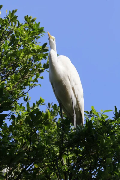 Great Egret Closeup Its Natural Habitat Sao Paulo State Brazil — Stock fotografie