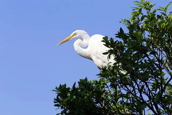 Great Egret Closeup Its Natural Habitat Sao Paulo State Brazil — Stock fotografie
