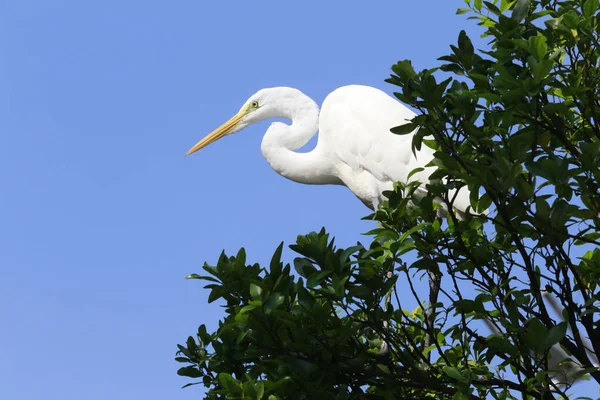 Great Egret Closeup Its Natural Habitat Sao Paulo State Brasil — Fotografia de Stock