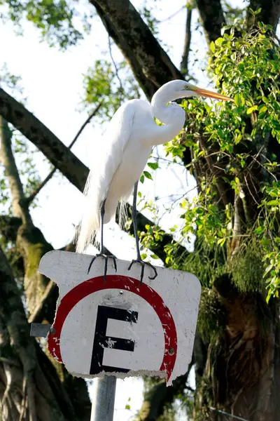 Great Egret Parking Sign Sao Paulo State Brazil — Stock fotografie
