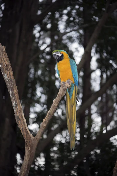 Close Van Blauwe Gele Ara Ara Arauna Donkere Bosachtergrond Brazilië — Stockfoto