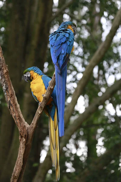 Closeup Blue Yellow Macaw Ara Ararauna Dark Forest Background Brazil — ストック写真