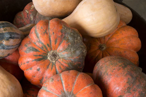 Various Types Squashes Grocery Copper Pan Decorative Element — ストック写真