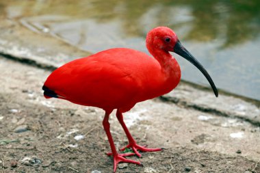 Göldeki kızıl aynalı Eudocimus Ruber 'e yakın çekim. Sao Paulo Eyaleti, Brezilya