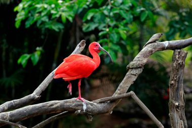 Kızıl aynak, karanlık orman arka planındaki ağaç gövdesine yakın çekim yapıyor. Sao Paulo Eyaleti, Brezilya