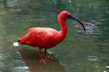 Kızıl aynalı aynalı, Eudocimus yakutlu, koyu yeşil gölde yıkanan. Sao Paulo Eyaleti, Brezilya
