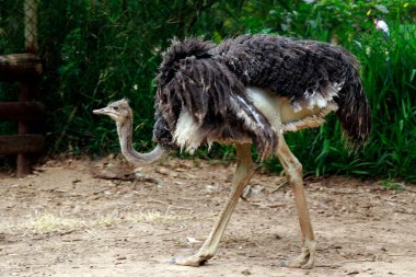 Devekuşu, Struth devekuşu, bulanık yeşil arka planla çayırda.